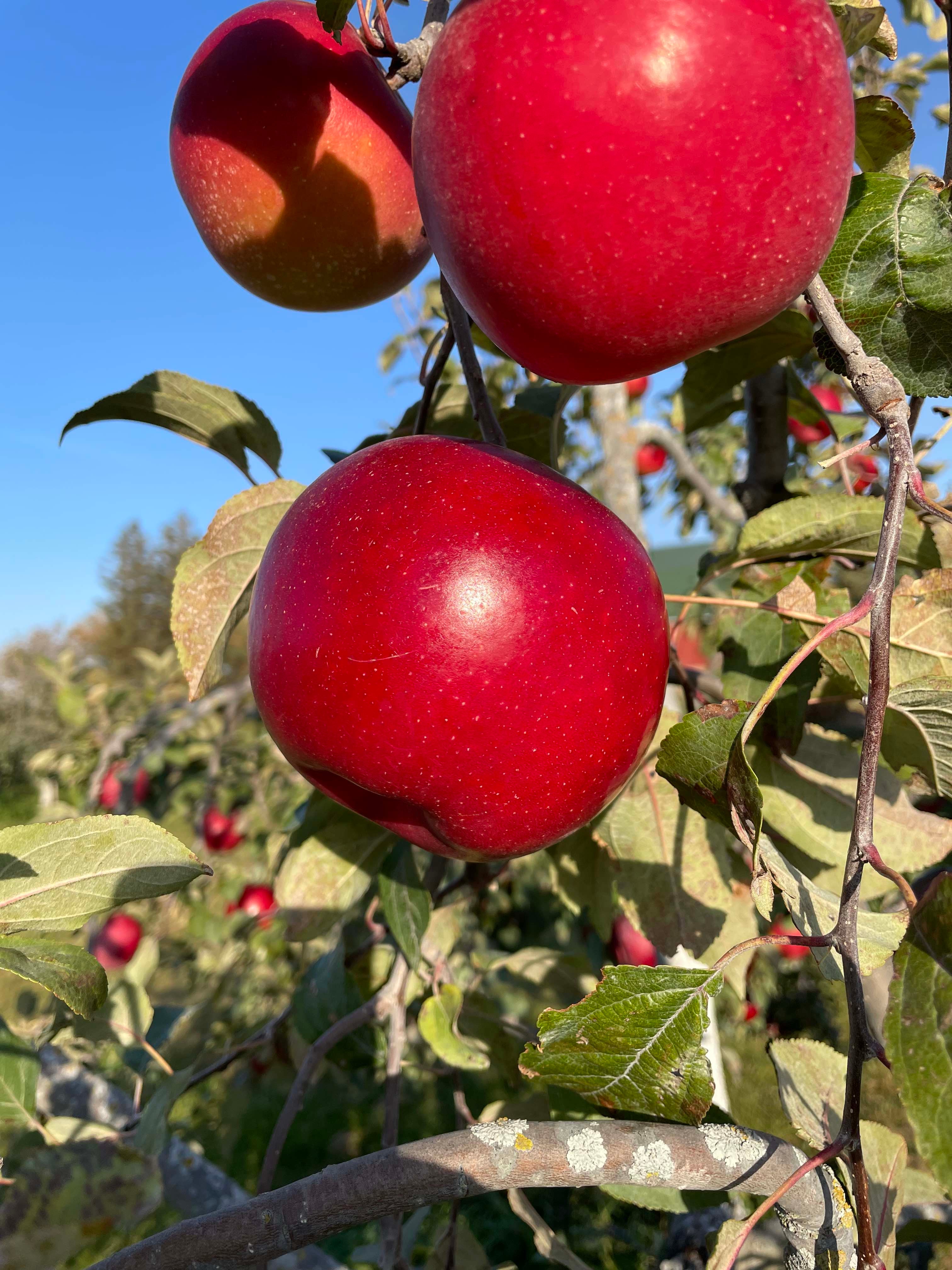 Apple Varieties | Twin Oaks Orchard